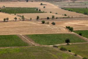 Come Valorizzare Terreni Agricoli in Puglia